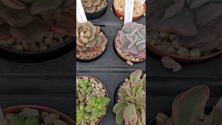 Succulents collection [upl. by Budd]