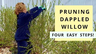 Pruning Dappled Willow in Four Easy Steps Salix Hakuro Nishiki [upl. by Asina]