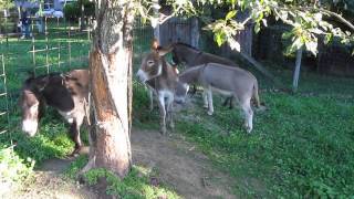 Donkeys Braying [upl. by Egwin]