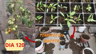 TRANSPLANTANDO TOMATE PIMIENTO Y AJI AMARILLO EN MACETAS  PLANTRES [upl. by Oriane730]