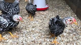 8 Week Old Silver Laced Wyandottes Bantams🐥🐥 [upl. by Ariella]