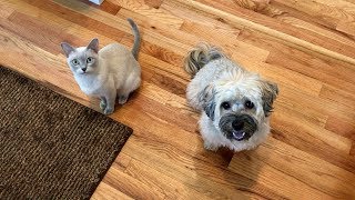 New Kitten Meets Havanese Dog for the First Time  Become Friends [upl. by Anegue]