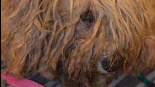 ROMEO Matted Dog Gets Groomed July 2014 [upl. by Tenej]