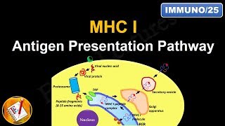 Antigen Processing and Presentation PART I MHC I Antigen Presentation pathway FLImmuno25 [upl. by Halbert]