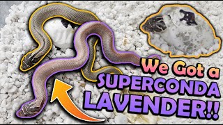 Baby LAVENDER Hognose Snakes Hatching [upl. by Divadnoj]