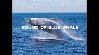 Sound Of Blue Whale [upl. by Nnazil]