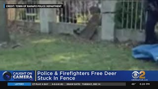 Ramapo Police Firefighters Free Deer Stuck In Fence [upl. by Linder]