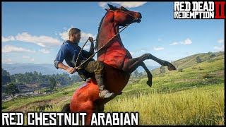 The RED CHESTNUT ARABIAN  Red Dead Redemption 2 Story Mode [upl. by Gotthard]