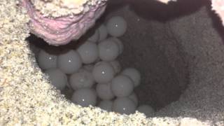 Sea Turtle Mother Laying Her Eggs Original [upl. by Eamon601]