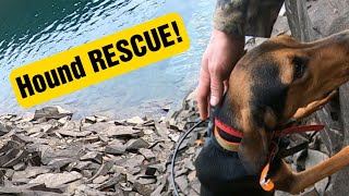 DOG RESCUE Bear Hunting with Hounds [upl. by Olnton]