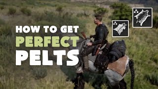 How to get Perfect Pelts Every Time  Hunting Guide  Red Dead Redemption 2 [upl. by Aural]