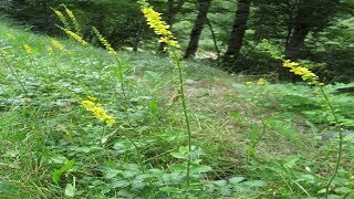 Agrimonia Propiedades Y Usos Medicinales Agrimonia eupatoria [upl. by Esinwahs]