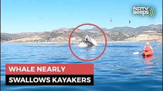 Whale Nearly Swallows Kayakers Old Video Goes Viral Again  NDTV Beeps [upl. by Jolanta934]