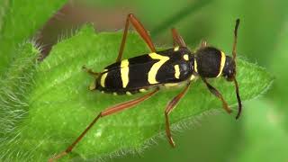 Navadni osati kozliček  Clytus arietis Linnaeus 1758 [upl. by Onidranreb821]