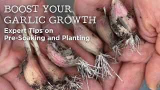 Boost Your Garlic Growth  Expert Tips on PreSoaking and Planting [upl. by Claudius]