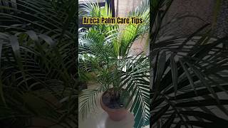 Areca Palm CareAreca Palm Care TipsAreca Palm [upl. by Eveline]