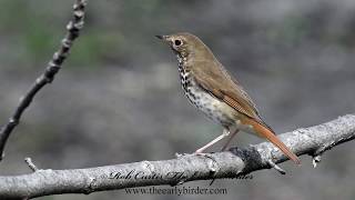 HERMIT THRUSH Catharus guttatus [upl. by Danieu]