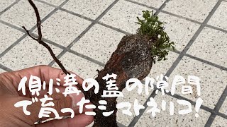 【シマトネリコ】側溝の蓋の隙間に生えてるシマトネリコを鉢植えにしてみる！ [upl. by Nevsa678]