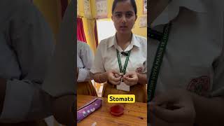 STOMATA SLIDE planttissue class10 science plantanatomy experiments practical shorts [upl. by Ellennod]