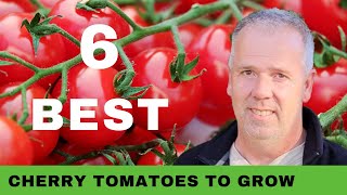 Best Cherry Tomatoes to grow in Garden 2022 [upl. by Pattin786]