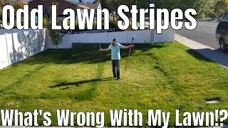 How to fix weird stripes on my lawn Zig zag lawn stripes melting out red thread amp over watering [upl. by Graehl630]