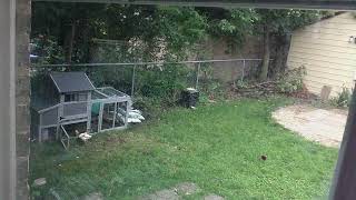 Chicken Time Lapse  Day 10  chicago chickens [upl. by Mandel591]