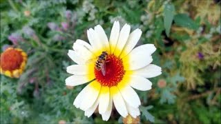 How to Grow Chrysanthemums from Seed [upl. by Anitak708]