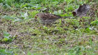 0610024 Emberiza pusilla  Hel [upl. by Weixel671]