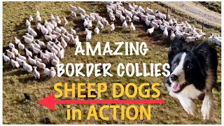 AMAZING BORDER COLLIES IN ACTION SHEEP DOGS HERDING SHEEP on mountain Scotland [upl. by Dinnage]