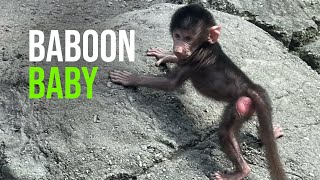 Baby Baboon Scampers Playfights and Charms His Loving Fans [upl. by Hance]