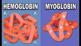 HEMOGLOBIN AND MYOGLOBIN BIOCHEMISTRY [upl. by Aufa]