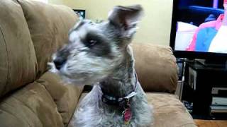 Izzy miniature schnauzer howling [upl. by Smiley551]