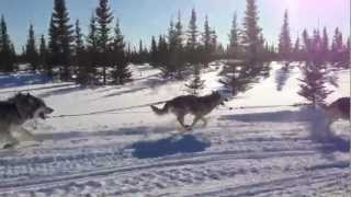 Dog Sledding with Scott Hudson Goose Bay Labrador [upl. by Saile69]