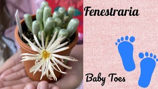 Fenestraria\フェネストラリア [upl. by Nomael]