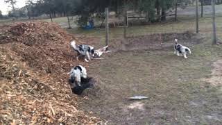 Shakys Tour 8 Week Old Border Collie Puppies Go Out for a Walk [upl. by Tnilk144]