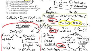 Anaerob di akar tanaman [upl. by Nobel557]