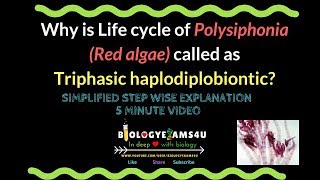 Life Cycle of Polysiphonia Why called as Triphasic haplodiplontic [upl. by Bradway836]