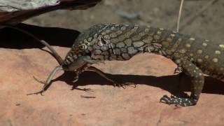 Racehorse Goanna catching and eating a Ta Ta Lizard in Kalbarri National Park [upl. by Harle]