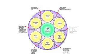 Chapter 24 asepsis and infection [upl. by Llertak]