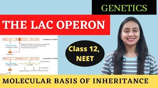 The Lac Operon  Class 12 Genetics  Molecular Basis of Inheritance [upl. by Rojas]