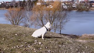 West Highland White Terrier Westie Bobby Relaxation by the lake [upl. by Weinhardt221]