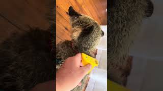 Coatimundi need to be brushed too animals coatimundi exoticpets pets [upl. by Uriiah]