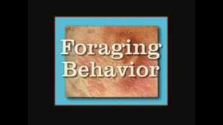 Introduction to Foraging Behavior [upl. by Leaw401]