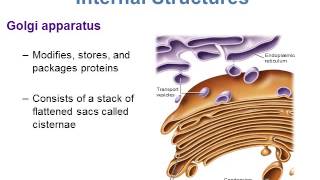 BI280 Chapter 5 A Survey of Eukaryotic Cells and Microorganisms  Part 1 of 3 [upl. by Nani175]