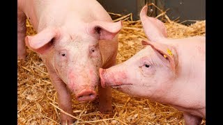 Ethogram Social behaviour of pigs [upl. by Vedette]