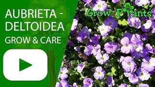 Aubrieta deltoidea  grow amp care [upl. by Lertsek183]