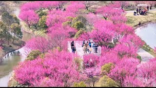 Splendid Plum Blossoms at Jinshan’s Shanghai Blooming Garden [upl. by Ettevahs]