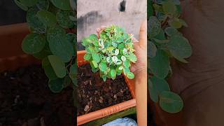 Breynia Plant  how to grow Breynia Plant [upl. by Retloc28]