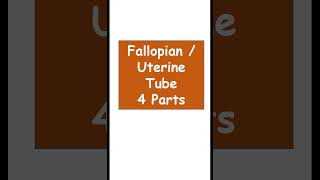 Fallopian tube 4 parts anatomy biology Uterine tube 4 parts [upl. by Alleyn244]