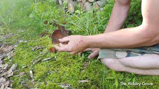 How to identify Peziza Mushrooms [upl. by Madanhoj854]